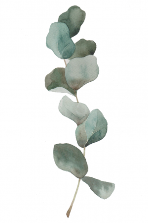 Eucalyptus Sprig v2